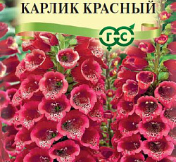 Наперстянка Карлик красный