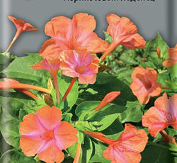 Мирабилис Абрикосовый леденец