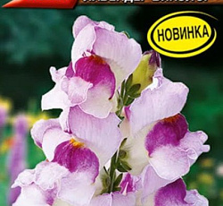 Львиный зев (Антирринум) Кракл энд поп лавендер биколор F1