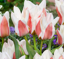 Тюльпан (Грейга) - Серано