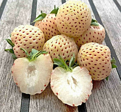 Клубника (земляника) садовая Пайнберри