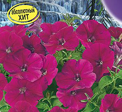 Петуния Водопадия фиолетовая F1 (многоцветковая)