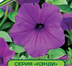 Петуния Кэнди Софи F1 крупноцветковая прямостоячая