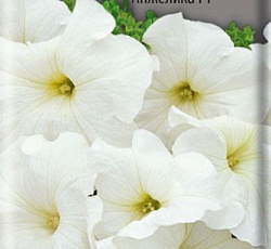 Петуния многоцветковая Анжелика F1