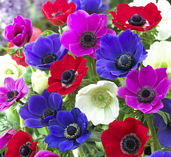 Анемона (корончатая) - Де Кан (смесь окрасок)