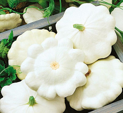 Патиссон Диск