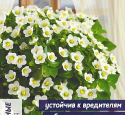 Экзакум Принцесса Вайт