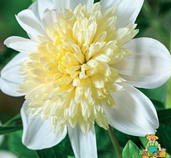 Георгина (анемоновидная) - Платинум Блонд