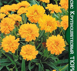 Кореопсис крупноцветковый Тюрингия