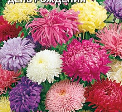 Астра День рождения (смесь видов)