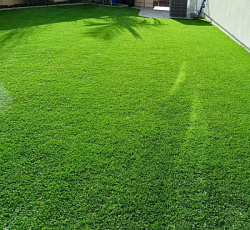 Газон Южный Изумруд