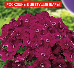 Петуния Мамбо пурпурная F1 (многоцветковая)