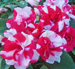 Бальзамин махровый Клубника со сливками F1