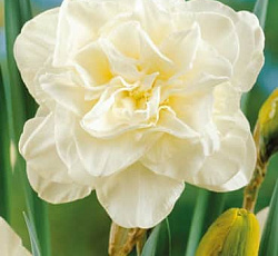 Нарцисс (Махровый) - Обдам