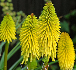 Книфофия (гибридная) - Йеллоу Хаммер