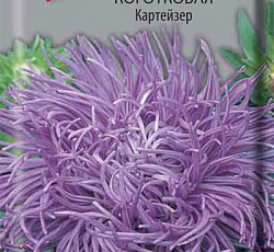 Астра Коготковая Картейзер
