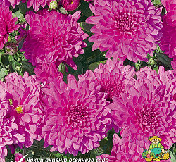 Хризантема (корейская) - Фэнтези