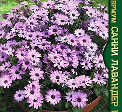 Остеоспермум Санни Лавандер Шейдс