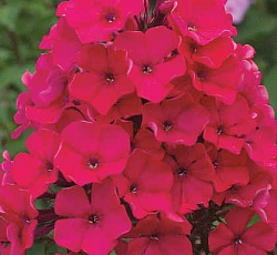 Флокс метельчатый А.Е.Амос - луковичные многолетники