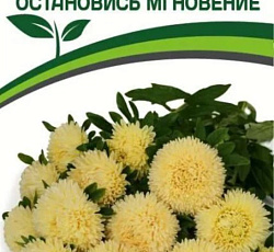 Астра китайская Остановись Мгновение (Хризантелла)
