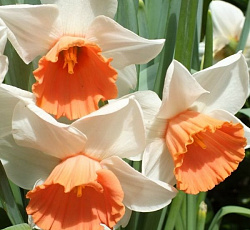 Нарцисс (крупнокорончатый) - Хромаколор