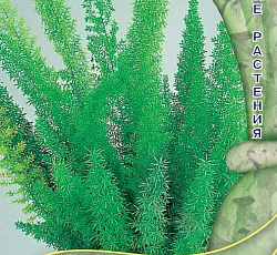 Аспарагус Мейери