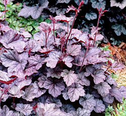 Гейхера (гибридная) - Регина