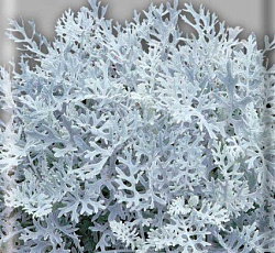 Цинерария Серебряная