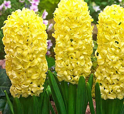 Гиацинт (садовый) - Сити ов Харлем