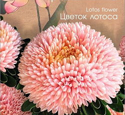 Астра китайская Хризантелла Цветок Лотоса