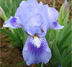 Ирис (карликовый) - Тинкер Белл