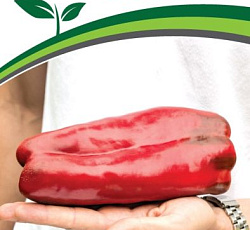 Перец сладкий Ливадия F1