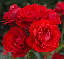 Роза (плетистая) - Дон Жуан