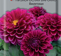 Георгина низкорослая Барокко Фиолетовая