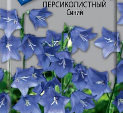 Колокольчик Персиколистный Синий