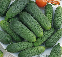 Огурец Рекорд F1