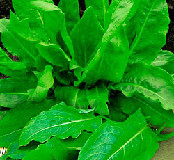 Щавель Бельвильский