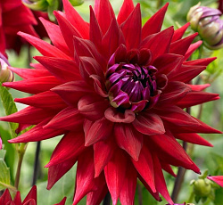 Георгина (полукактусовая) - Уиттеманз Бест