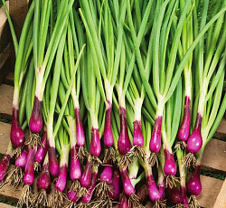 Лук батун Красное перо (на зелень)