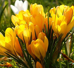 Крокус (крупноцветковый) - Биг Йеллоу