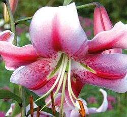 Лилия (ОТ-гибрид) - Анастасия