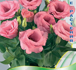 Эустома махровая Рози Розовая