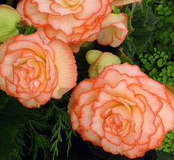 Бегония (вумми) - Маскарад