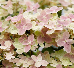 Гортензия метельчатая (Патио) - Полстар (Люкс)