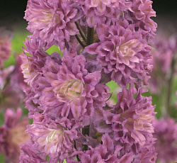 Дельфиниум (высокий) - Хайлендер Фламенко (Люкс)