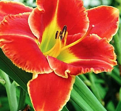 Лилейник (гибридный) - Файр энд Фог