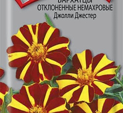 Бархатцы отклоненные немахровые Джолли Джестер