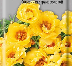 Портулак Крупноцветковый Солнечная страна золотой