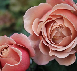 Роза (флорибунда) - Коко Локо