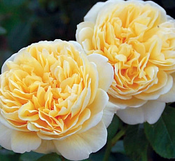 Роза (английская парковая) - Шарлотта